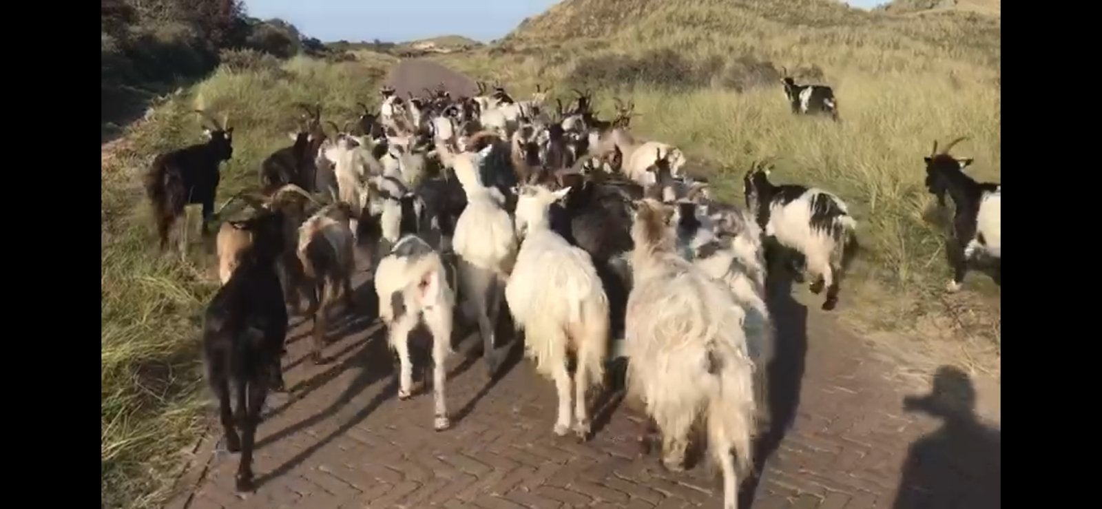 Landgeiten, Dieren en Toebehoren, Meerdere dieren, Geit