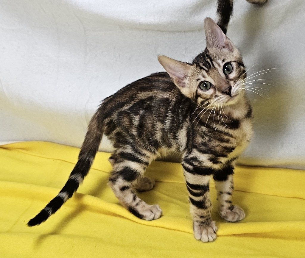 Bengaal kitten met stamboom - vrouwtje, Poes, Met stamboom, 0 tot 2 jaar