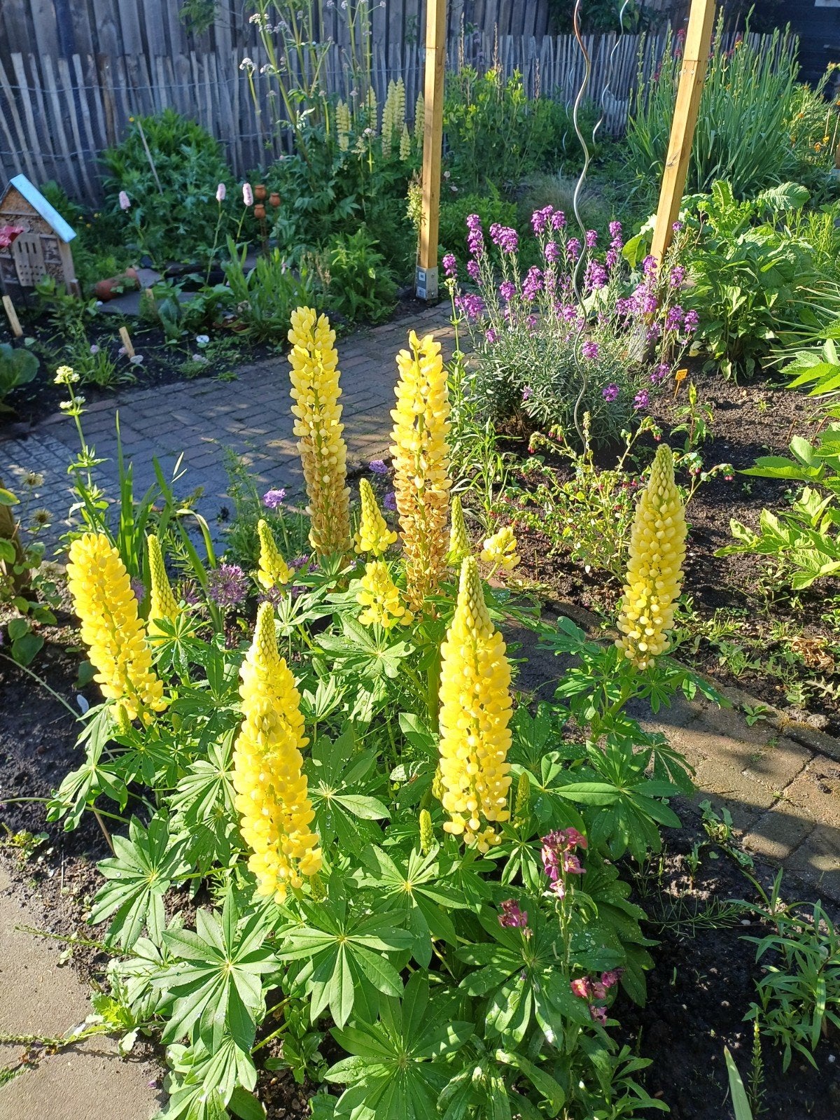 Lupine Chandelier, Ophalen of Verzenden, Volle zon, Zaad