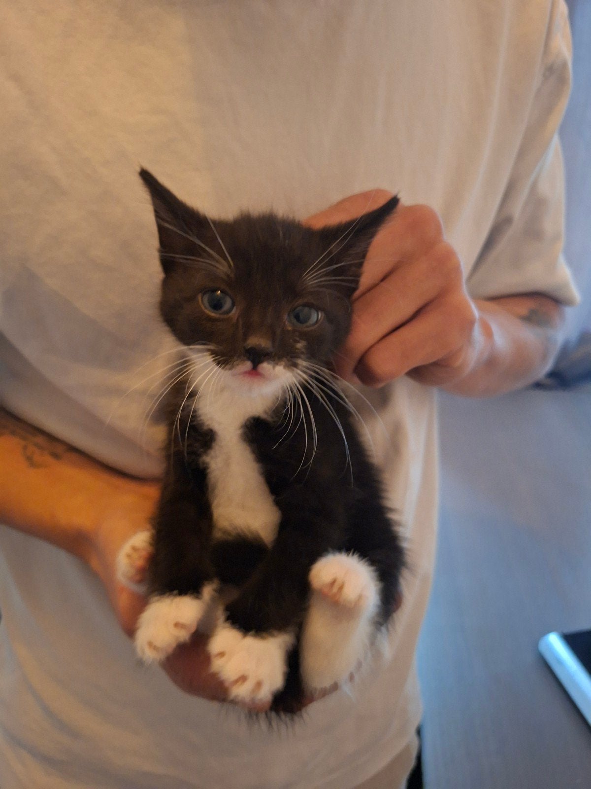 Kittens, Meerdere dieren