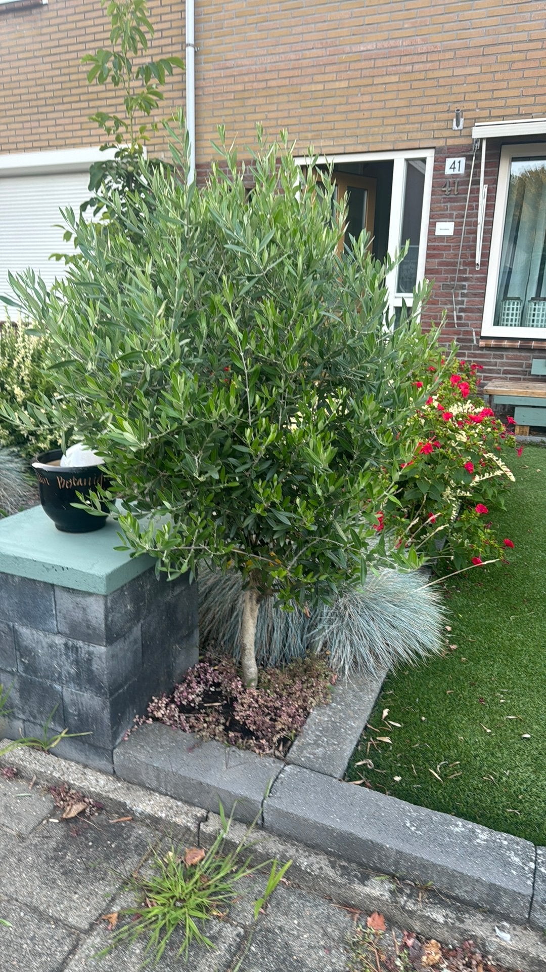 2 olijf boom, Overige soorten, 100 tot 250 cm, Zomer, Ophalen
