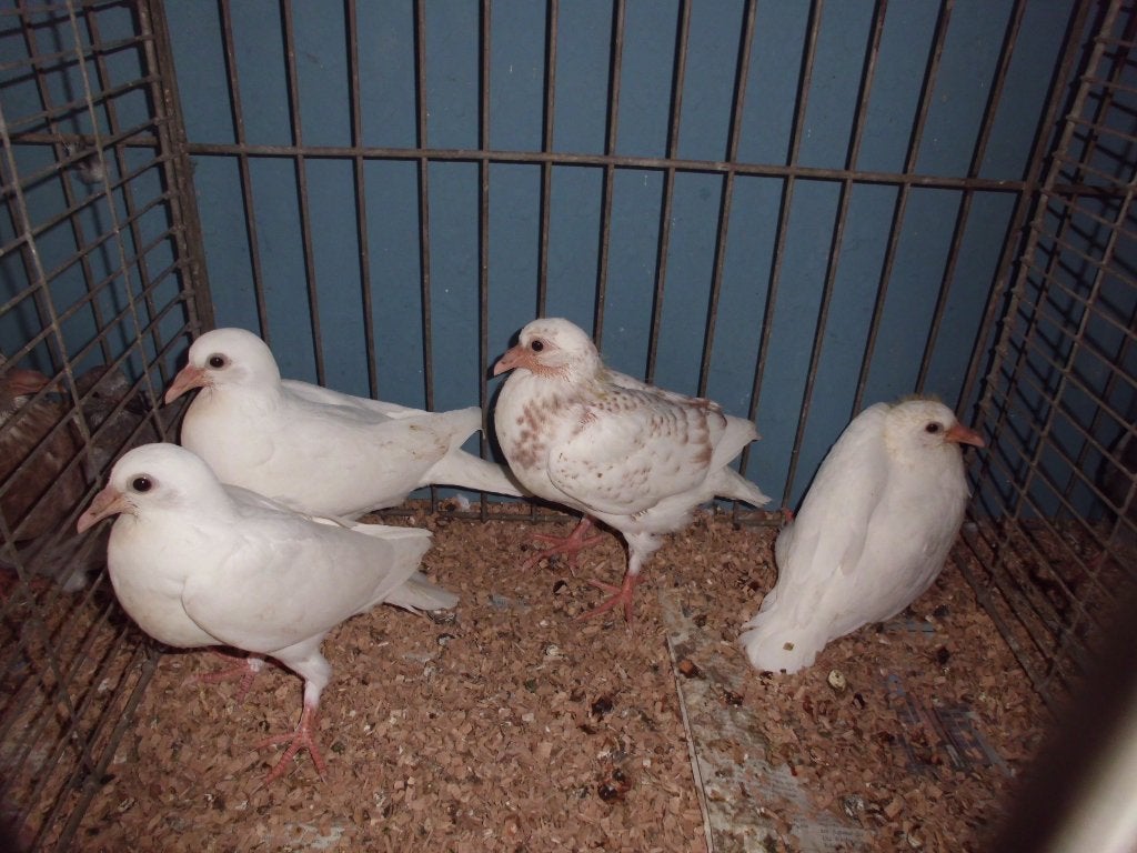 20 jonge duiven, Dieren en Toebehoren, Meerdere dieren, Overige soorten