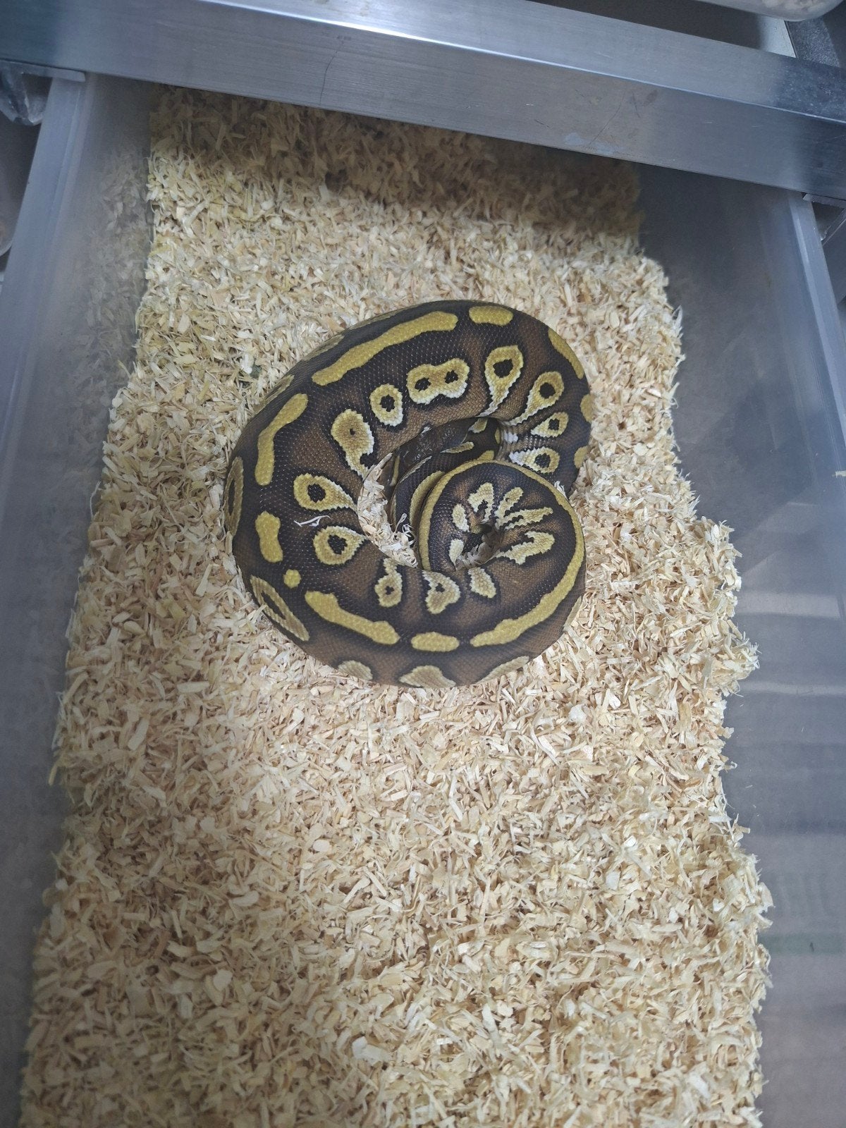 Python regius volwassen en nakweek Ball Python photo 5