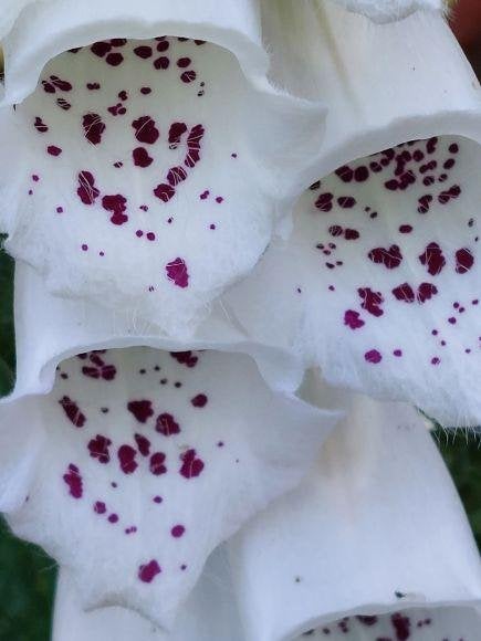 zaden Digitalis purpurea, Verzenden, Voorjaar, Halfschaduw, Zaad