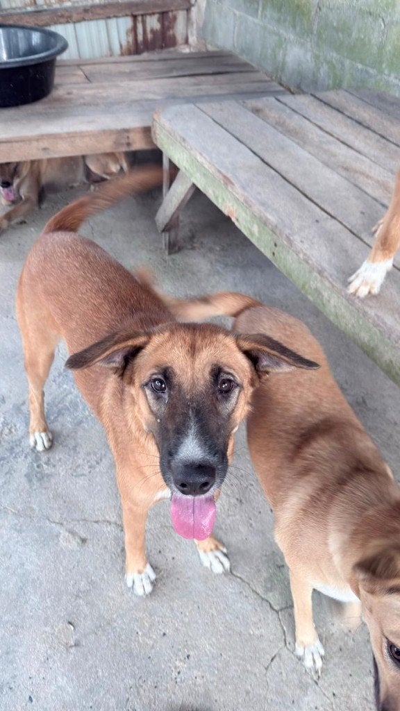 Hond Kiki Reu 2 jaar, Dieren en Toebehoren, Particulier, 1 tot 2 jaar, Buitenland, Eén hond