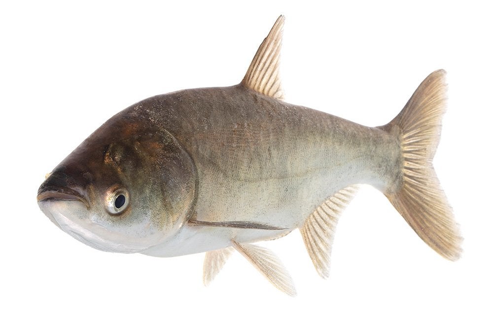 Zilverkarper