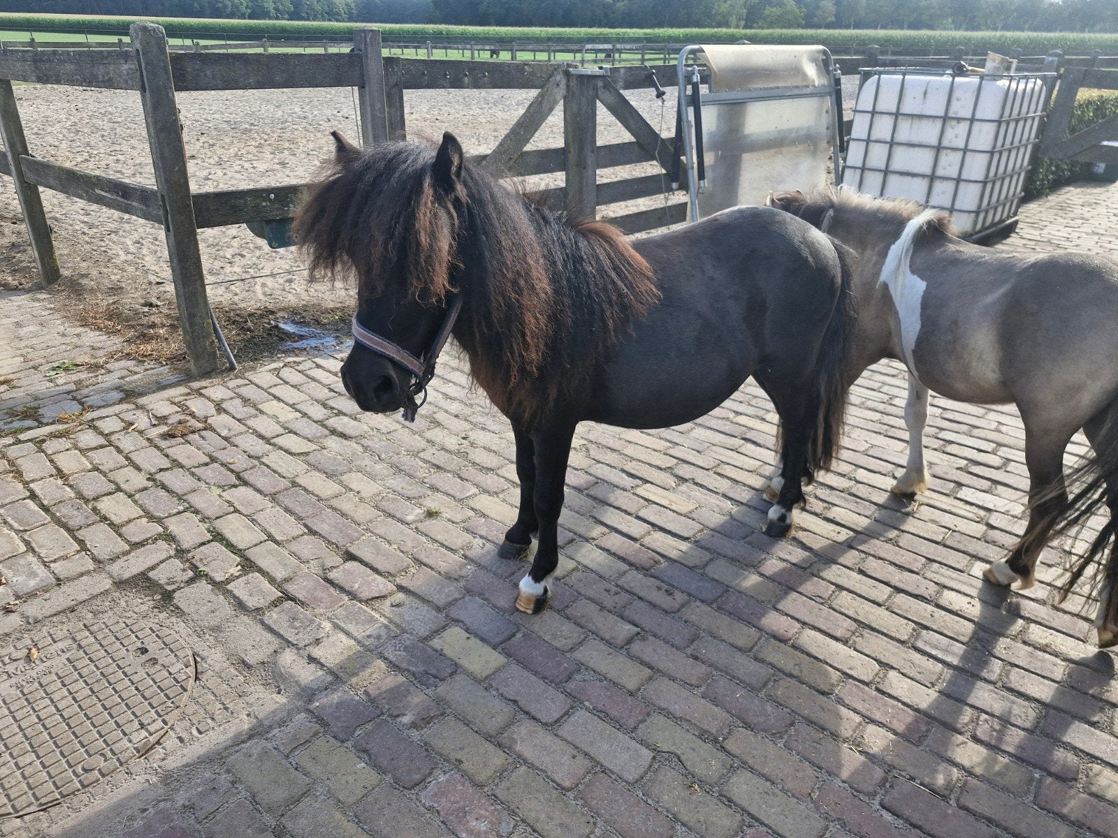 nsps jaarling hengst, Met stamboom, Niet van toepassing, 0 tot 2 jaar, Hengst