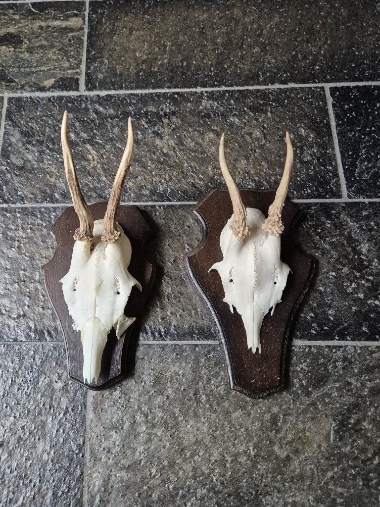 2 Prachtige Ree Geweien samen € 17,50 jacht hut mancave b4, Ophalen of Verzenden, Zo goed als nieuw, Hert, Gewei of Kop