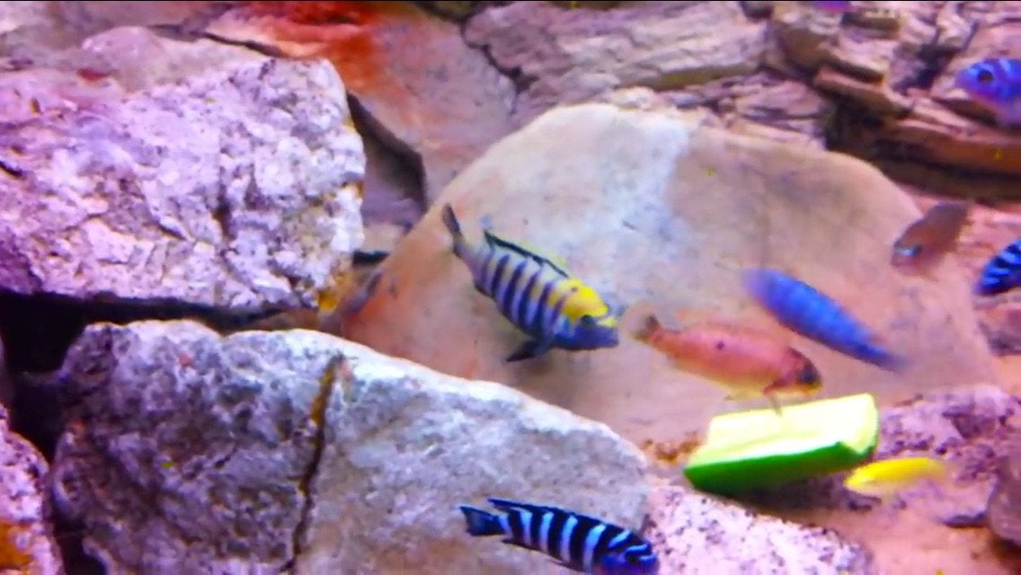 Cynotilapia afra Cobue ( eigen foto kweekman), Vis