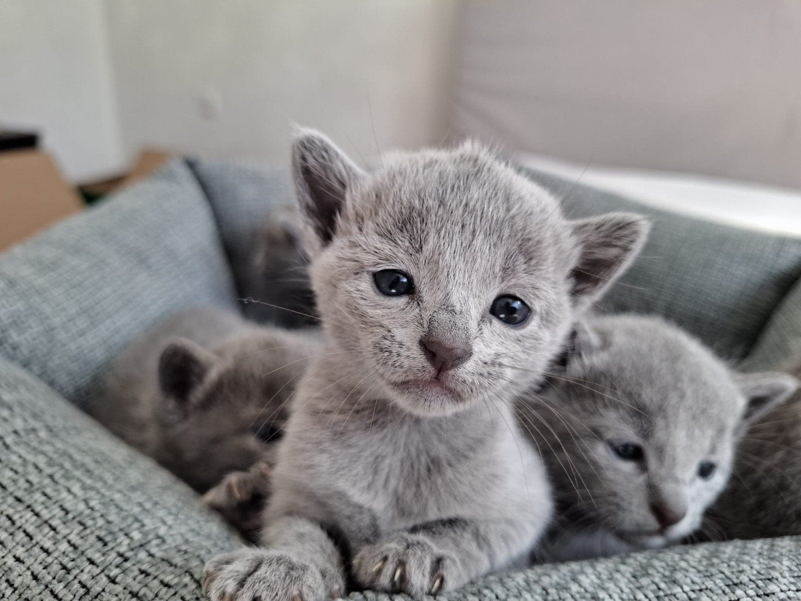 Prachtige Russisch Blauw kittens met stamboom, Meerdere dieren, Met stamboom, 0 tot 2 jaar
