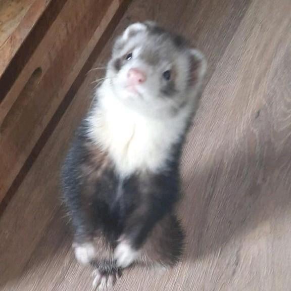 Mooie, lieve, actieve dekram aangeboden(niet te koop), Dieren en Toebehoren, Mei, Mannelijk