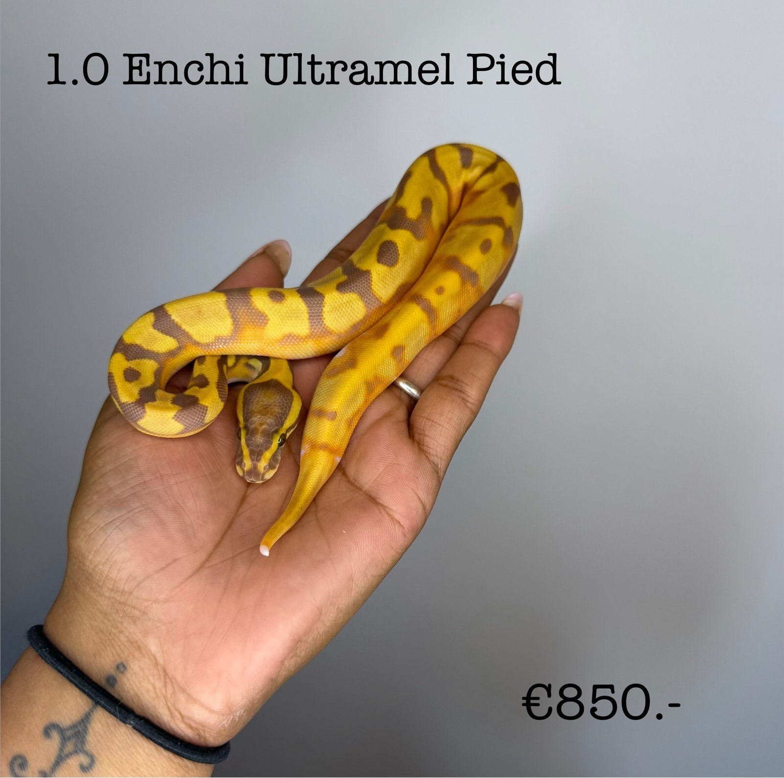 1.0 Enchi Ultramel Pied NK26 Ball Python - male for sale from Valerie