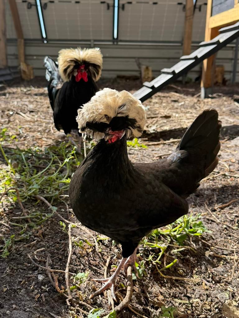 Broedeieren Hollandse kuifhoen 🐣🐥, Geslacht onbekend, Kip