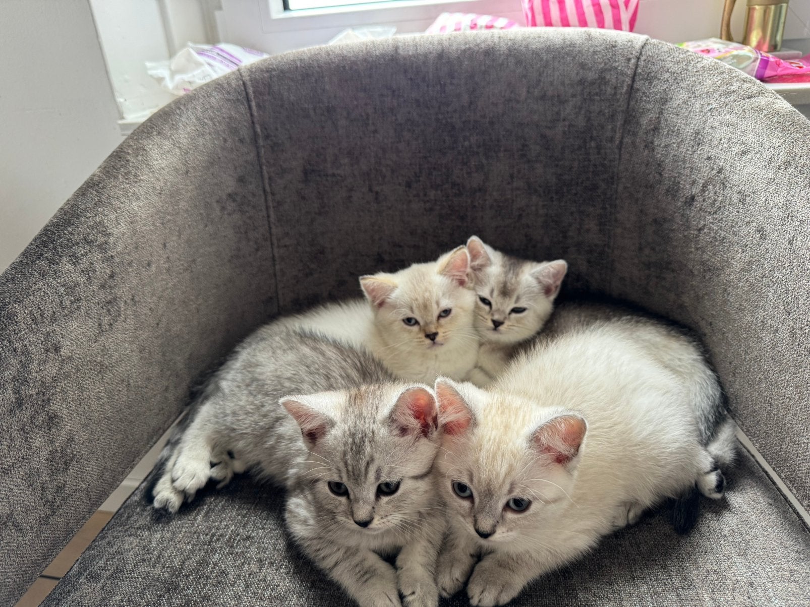 Lieve kittens zoeken een fijn huisje., Dieren en Toebehoren, Katten en Kittens | Overige Katten, Meerdere dieren, Kortharig, 0 tot 2 jaar