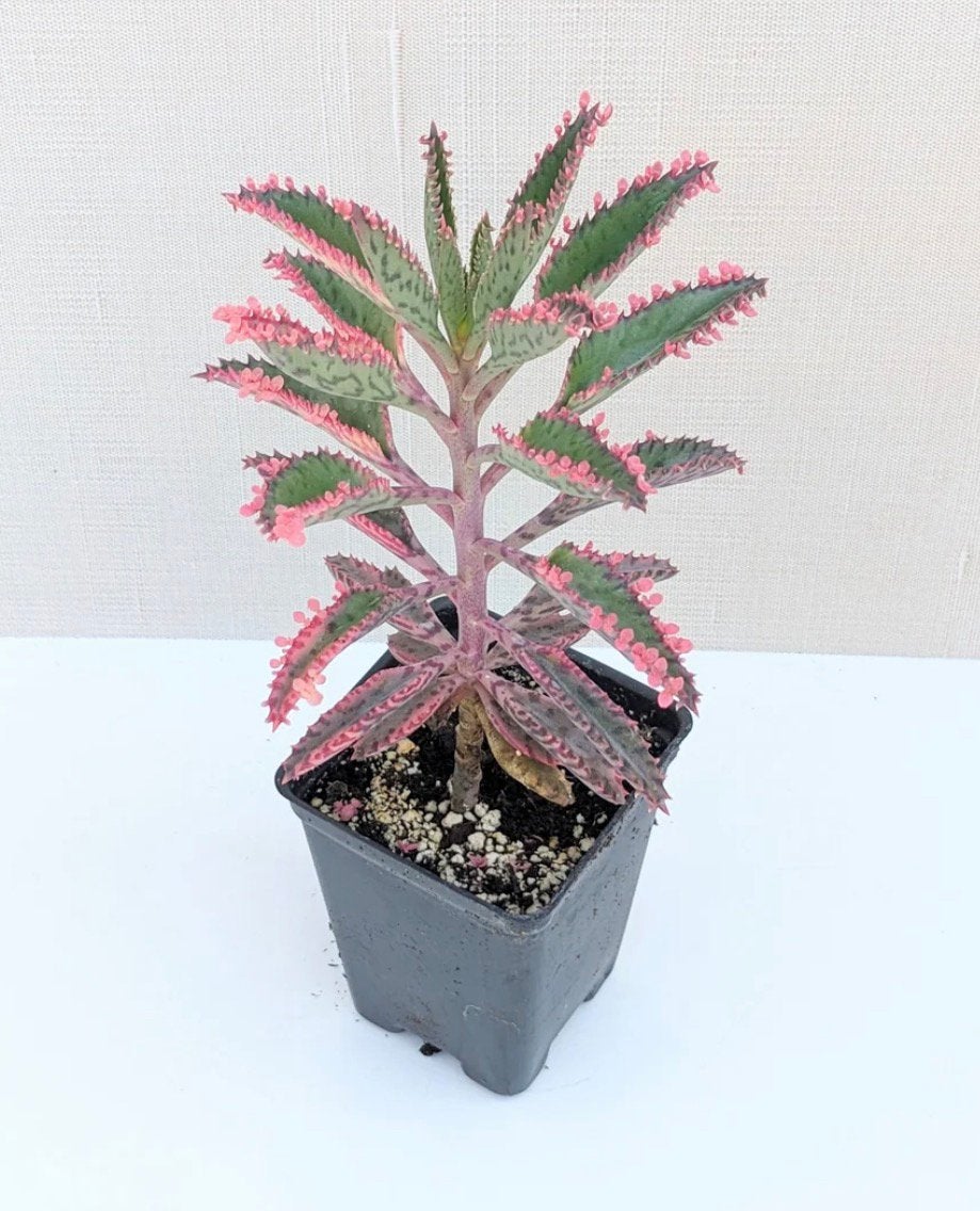 Stekjes van de unieke Kalanchoe Pink Butterfly, Huis en Inrichting, Kamerplanten, Vetplant, Minder dan 100 cm, Bloeiende kamerplant