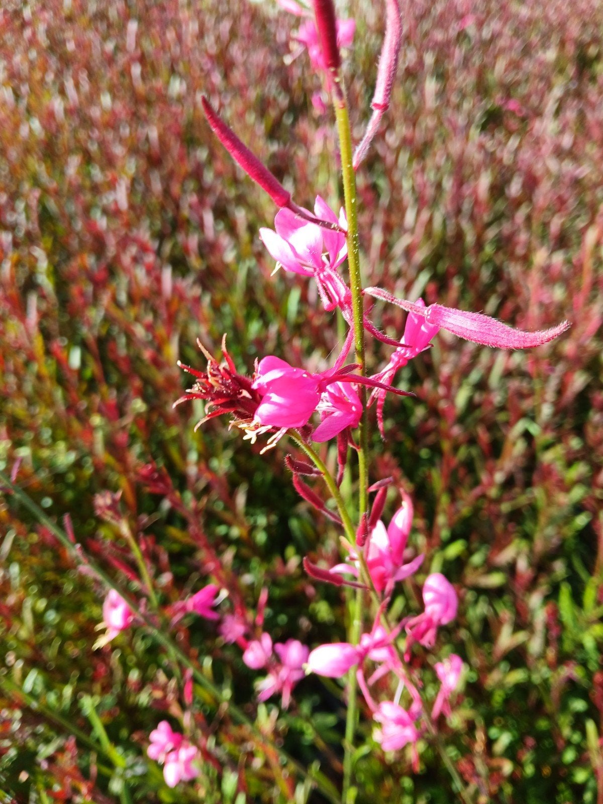 Gaura Prachtkaars 'Siskiyou Pink' - Sierlijke Roze Bloeier, Tuin en Terras, Overige soorten, Volle zon, Vaste plant, Ophalen of Verzenden