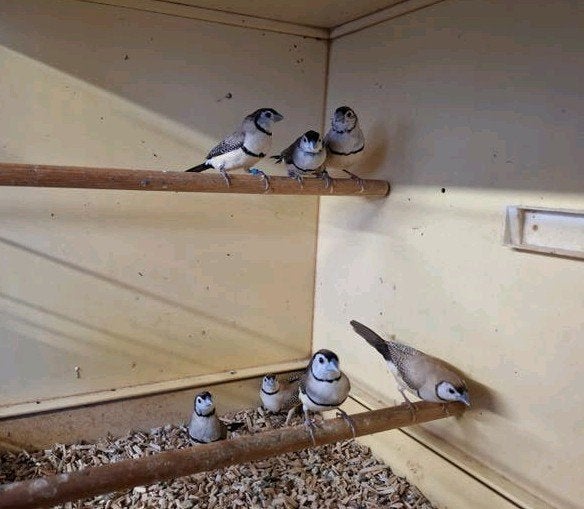 7 bichenow astrildes, Dieren en Toebehoren, Meerdere dieren, Tropenvogel