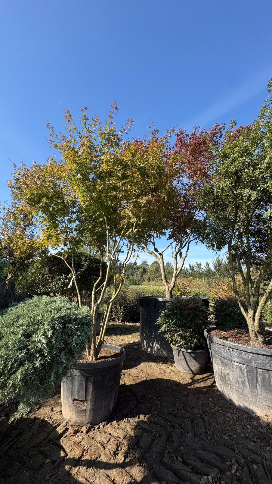 Acer ‘Palmatum’ meerstammige esdoorn, Tuin en Terras, Ophalen of Verzenden, Bloeit niet, Halfschaduw, Overige soorten