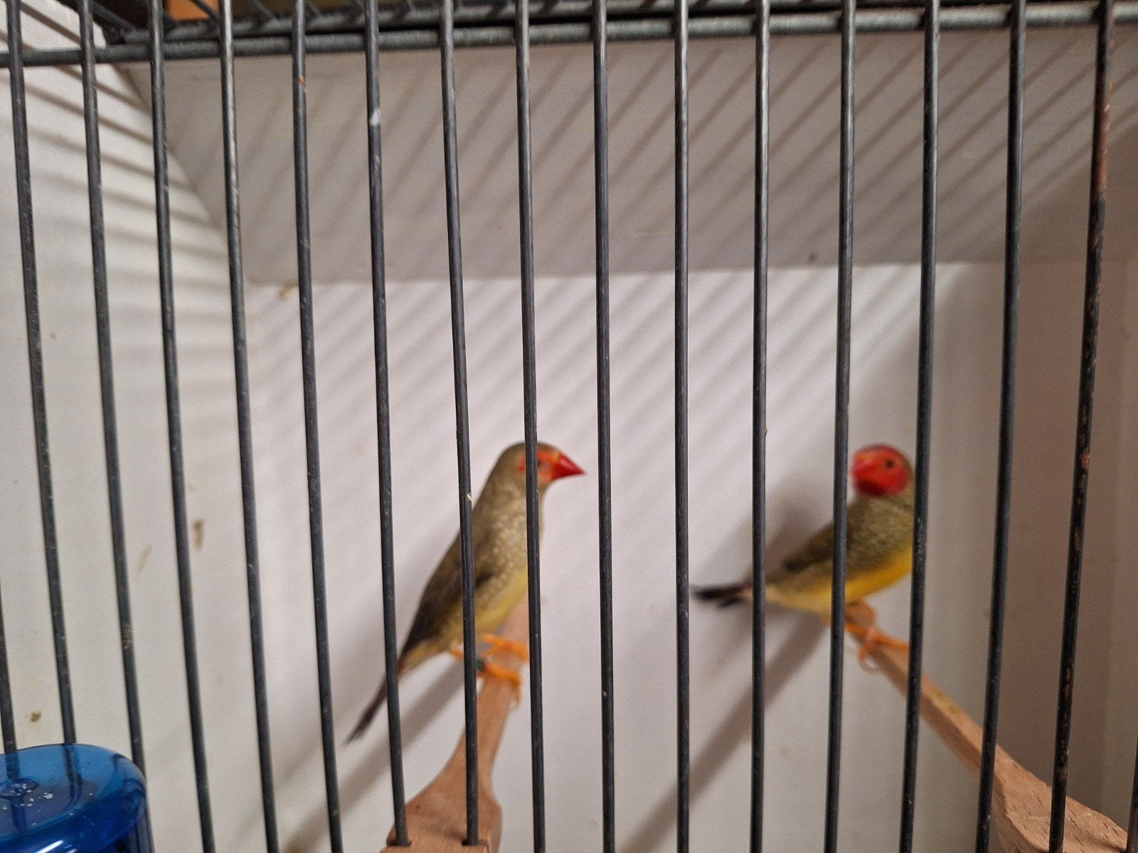 Roodkop  binsen astrildes, Meerdere dieren, Geringd