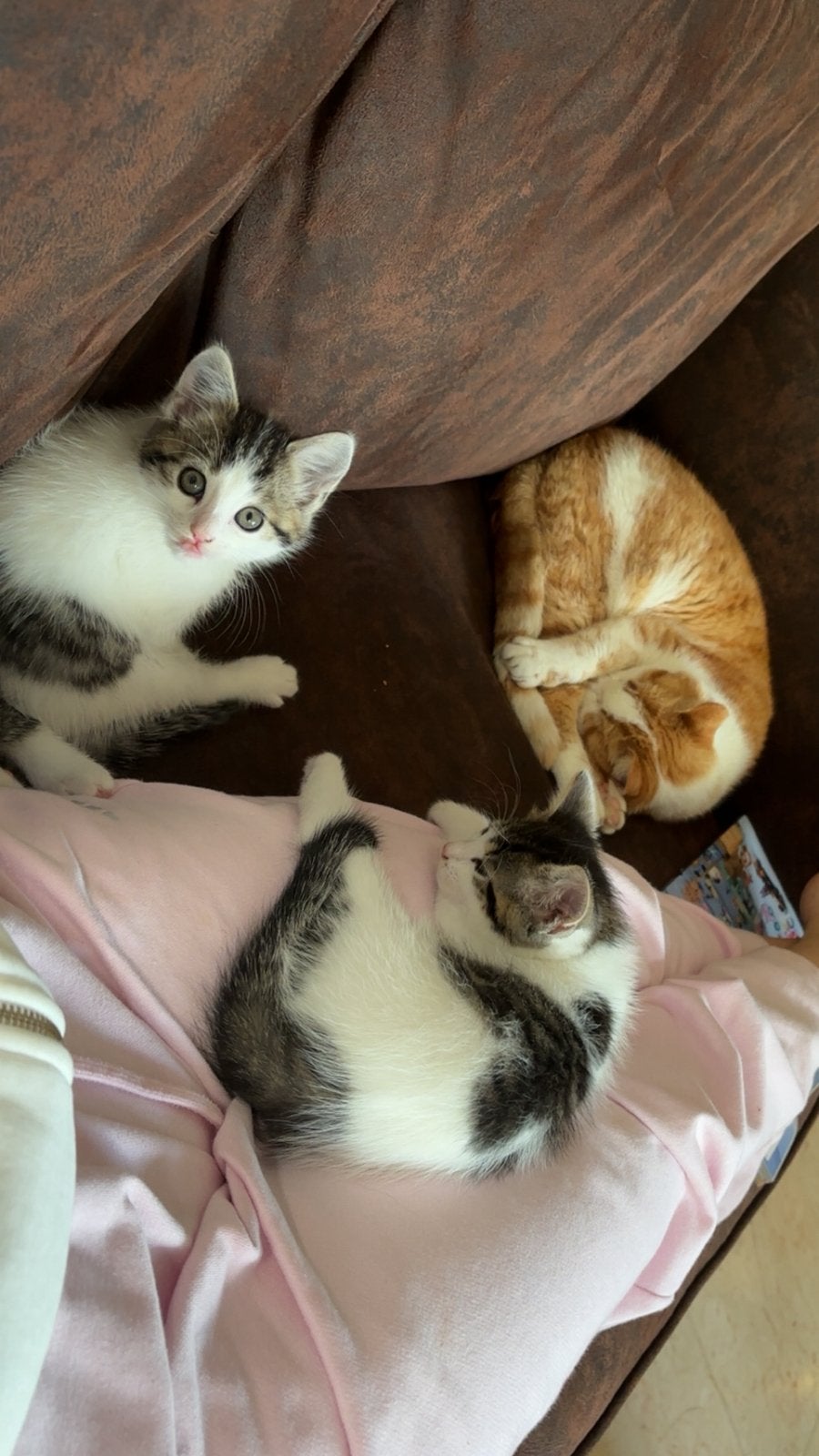 3 kittens te koop, Meerdere dieren, Kortharig, 0 tot 2 jaar