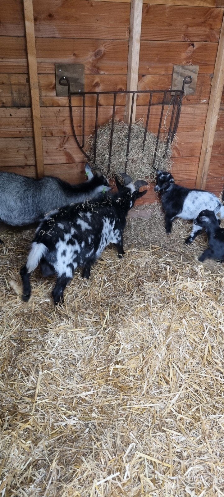 Jonge dwerggeitjes (bok en geit) kruising blauwschimmel, Dieren en Toebehoren, Schapen, Geiten en Varkens