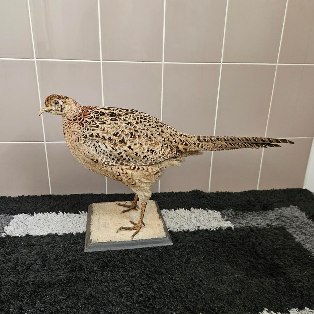 Opgezette fazant opgezet taxidermie taxidermy geprepareerd, Verzamelen, Dierenverzamelingen, Ophalen of Verzenden, Zo goed als nieuw