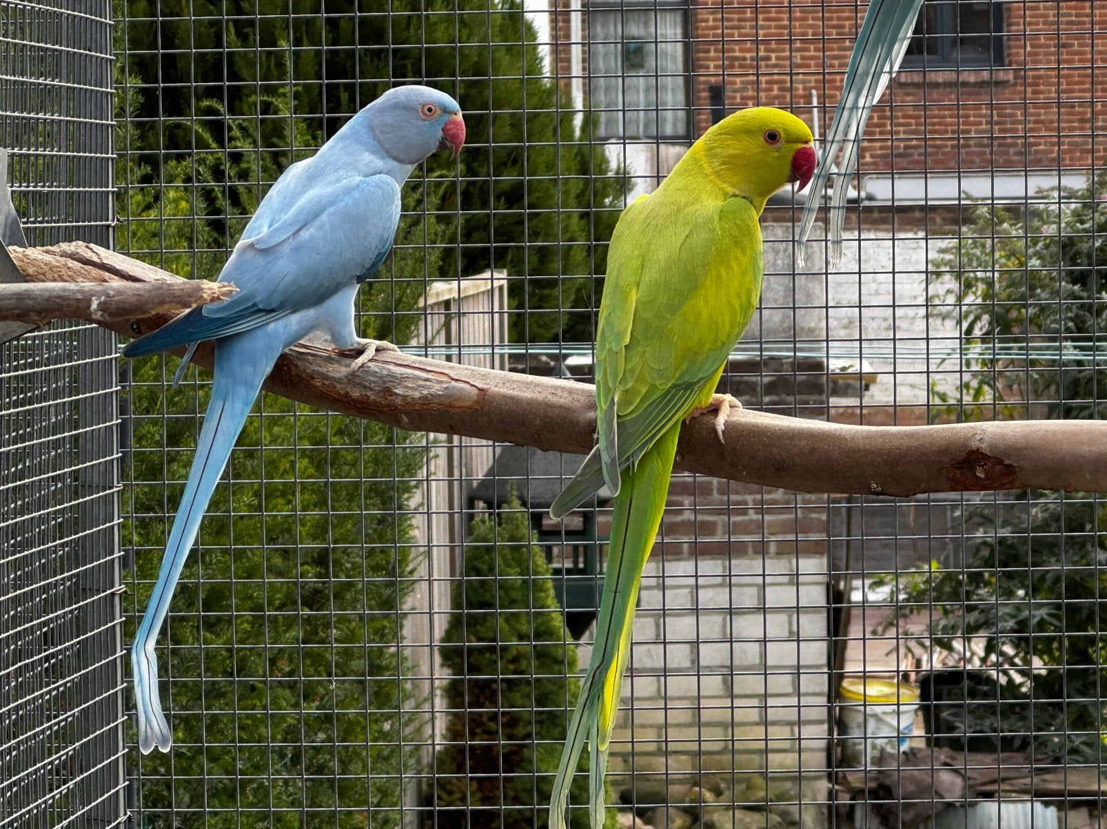 Halsbandparkieten, Meerdere dieren, Parkiet, Geringd