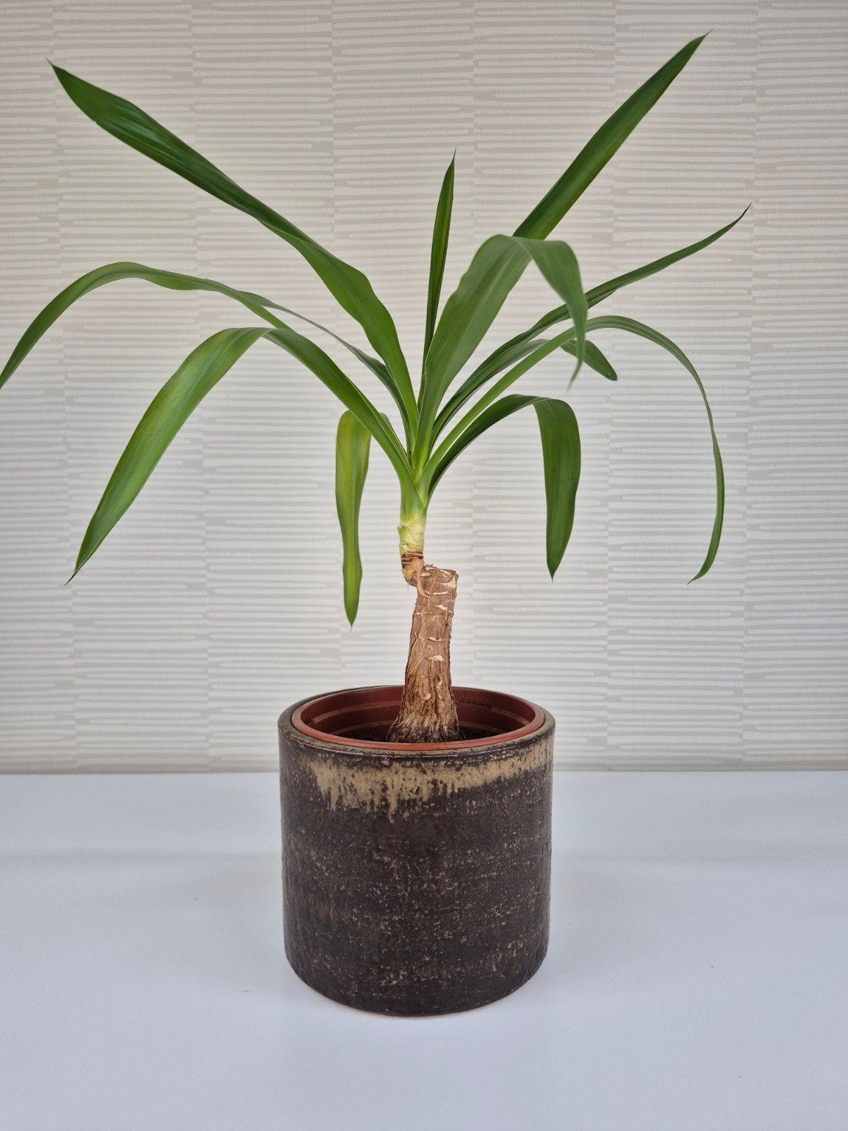 Loré (CIRO) Beesel keramiek. XL bloempot aardewerk., Tuin en Terras, Bloempotten, Ophalen of Verzenden, ., ., .