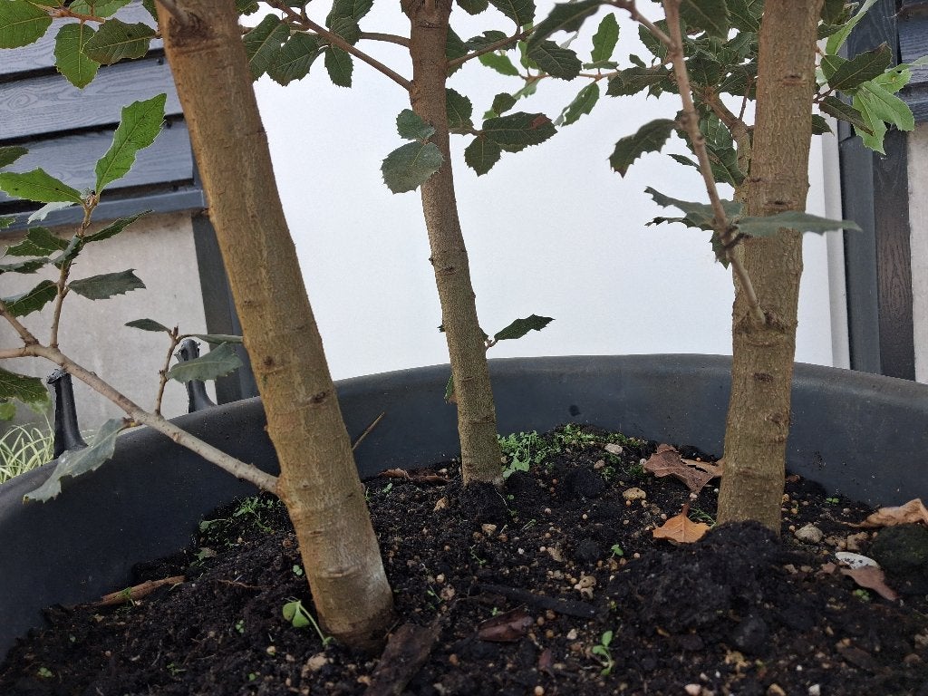 Quercus Ilex (Meerstammig) ACTIE!! 200/250 HOOG €125,-, Bloeit niet, 100 tot 250 cm, Volle zon, In pot