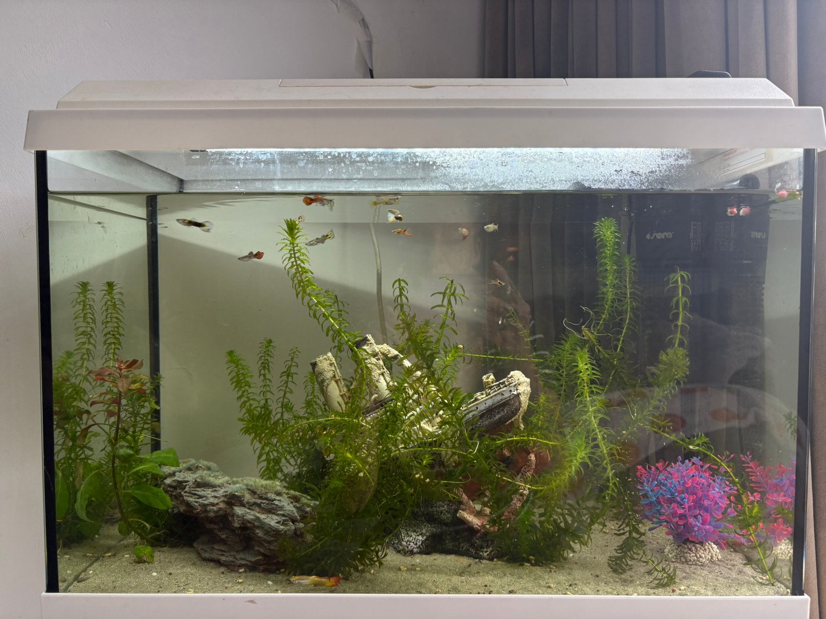 Volledig draaiend aquarium, Ophalen, Zo goed als nieuw, Gevuld zoetwateraquarium