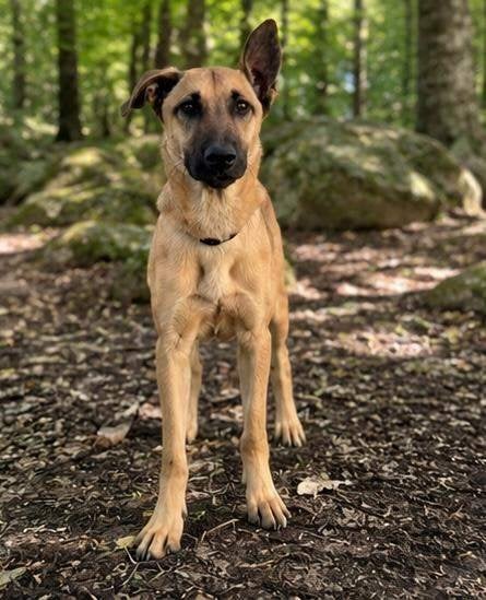 Arya, teefje 1,5 jaar oud Mix Malinois en Herder, Dieren en Toebehoren, Honden | Niet-rashonden, Particulier, 1 tot 2 jaar, Buitenland