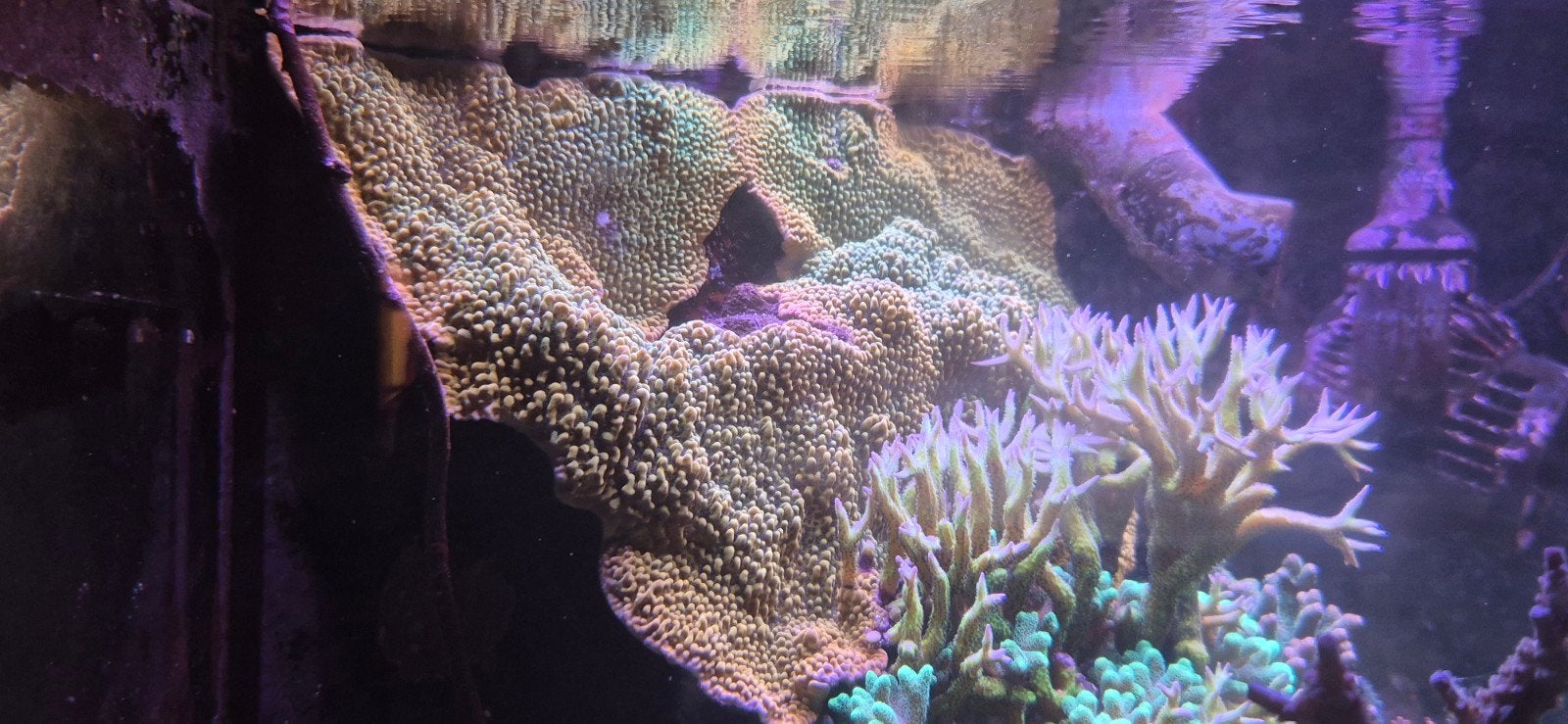 Montipora beach bum, Dieren en Toebehoren, Overige typen, Zoutwatervis