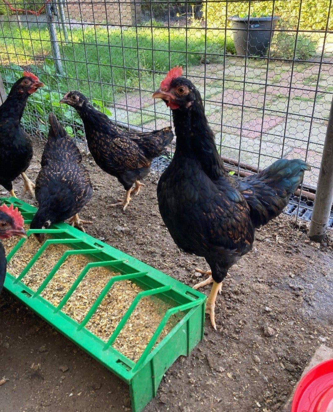 4 mooie barnevelder kriel haantjes dubbelgezoomd, Dieren en Toebehoren, Mannelijk, Kip