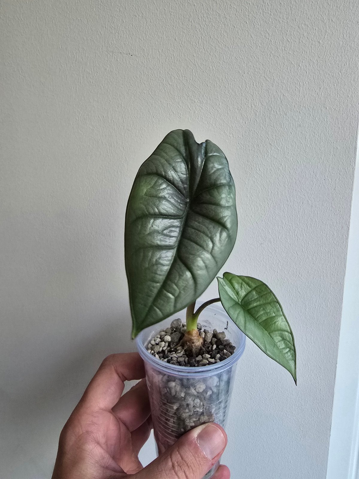 Alocasia Bisma Platinum, Ophalen, Halfschaduw, Minder dan 100 cm