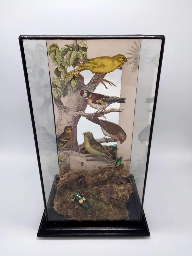 Zeldzame en unieke stolp (taxidermi taxidermie), Antiek en Kunst, Curiosa en Brocante, Ophalen