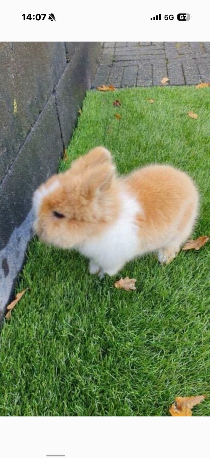 Lieve kleine Kindvriendelijke dwergjes, Vosjes en Fluffies, Meerdere dieren, Dwerg, 0 tot 2 jaar