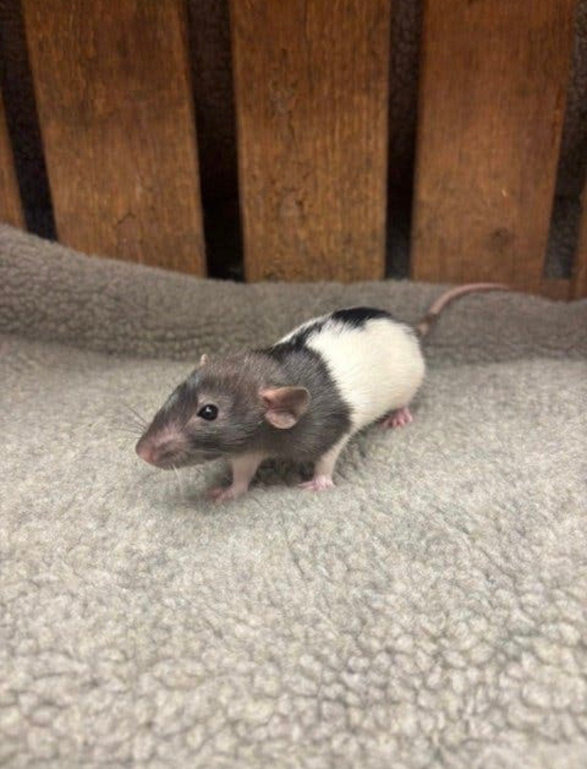 Tamme ratten vrouw, Dieren en Toebehoren, Knaagdieren, Rat, Juni, Mannelijk, Tam