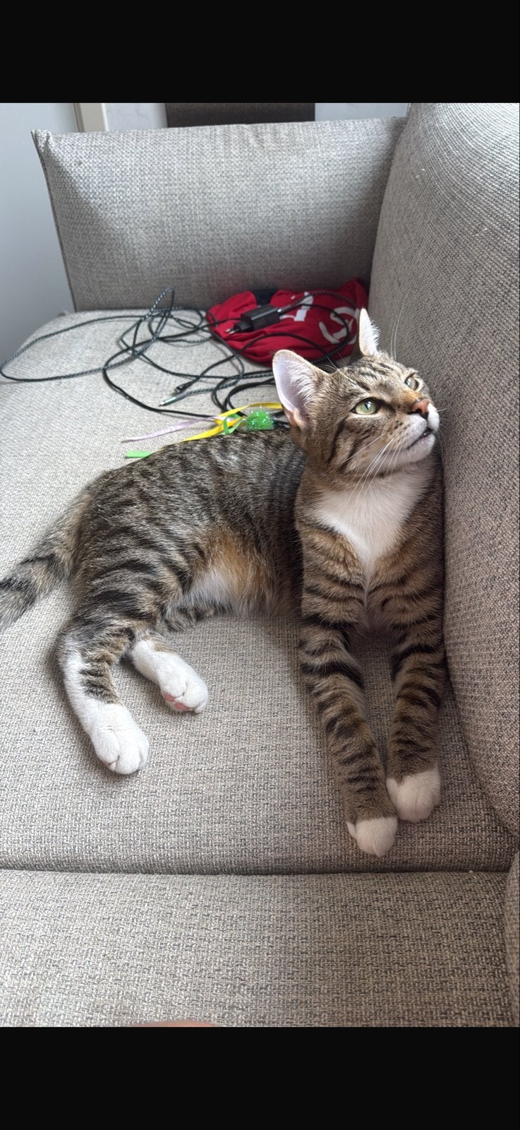 Lieve Europese korthaar Katertje 1jaartje oud, Kater