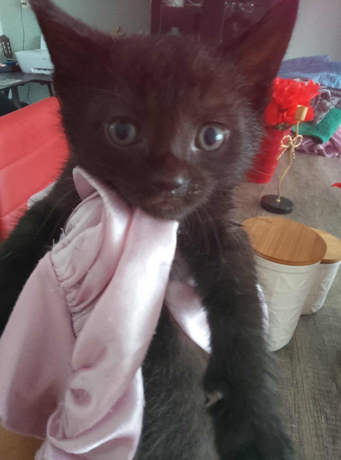 Kittens 8 weken, Kater