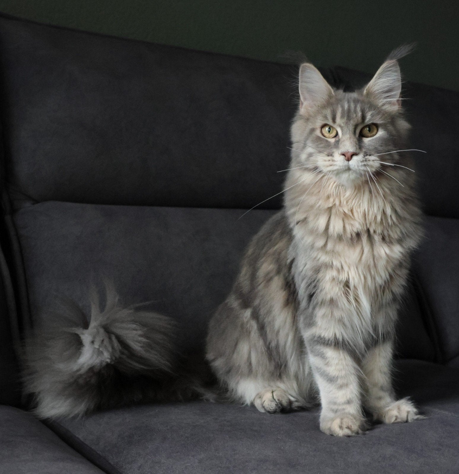 Prachtig Maine Coon Poesje Met Stamboom!, Dieren en Toebehoren, Poes, Met stamboom, 0 tot 2 jaar