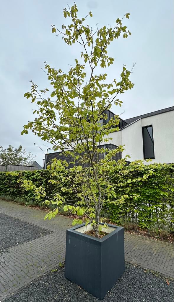 Parrotia persica (sierboom met bak), Tuin en Terras, Planten | Bomen, Ophalen, Volle zon, Overige soorten, 100 tot 250 cm