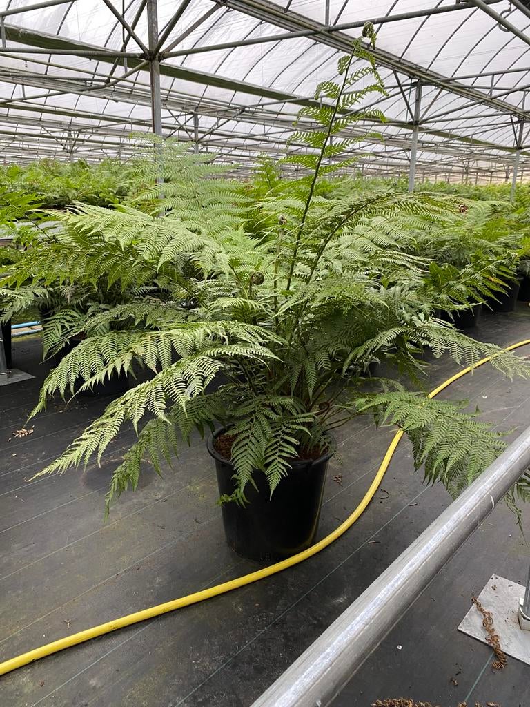 Dicksonia Antarctica (boomvaren) | 35 en 5 liter pot, Tuin en Terras, Planten | Tuinplanten, Vaste plant, Varens, Volledige schaduw