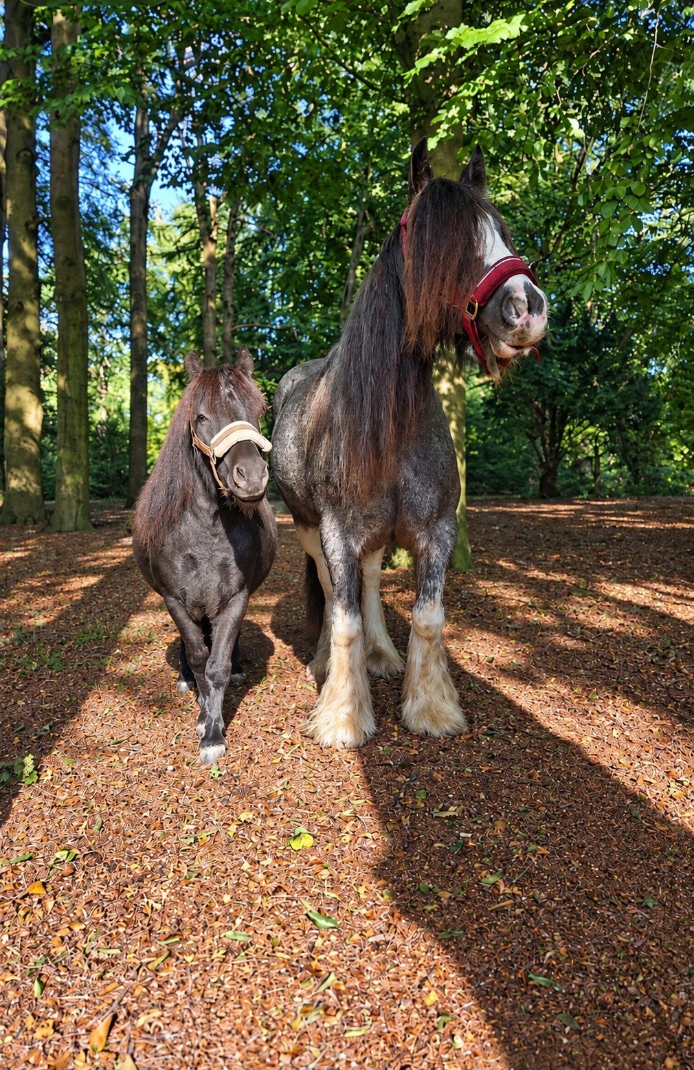 gezocht weidegang en stallen, Stalling, 2 of 3 paarden of pony's