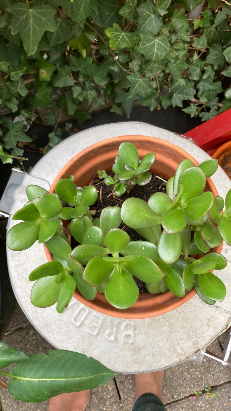 Crassula ovata/ jadeplant, Huis en Inrichting, Ophalen, Halfschaduw, Minder dan 100 cm