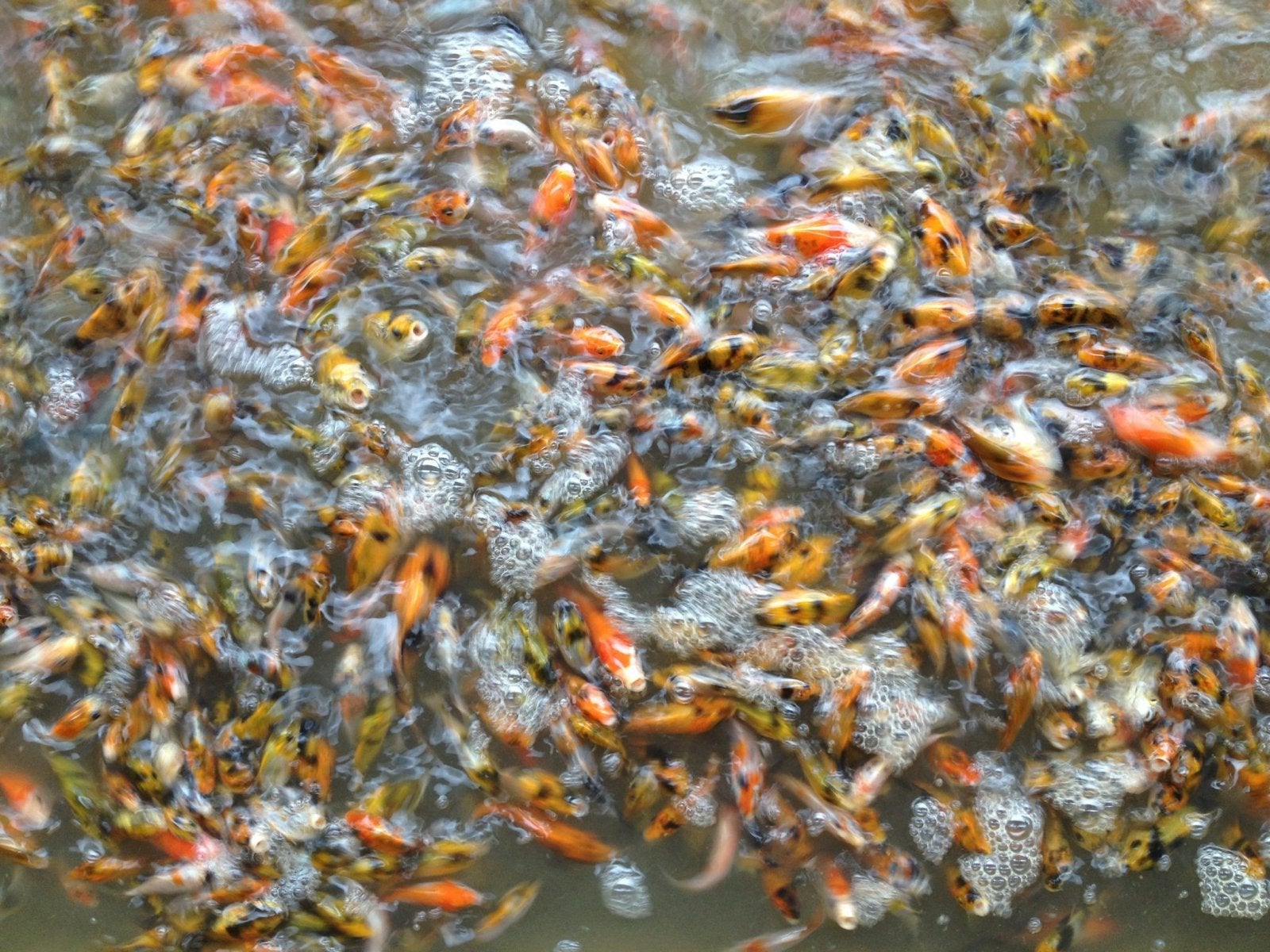 Gevraagd baby koi of fry, Karper of Koi