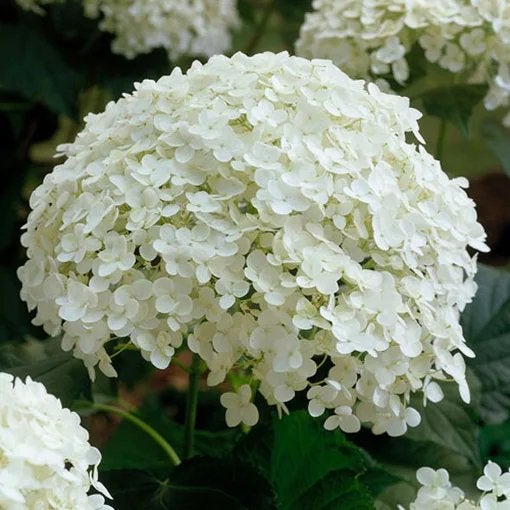 Annabelle hortenisa, Ophalen, Hortensia, Minder dan 100 cm