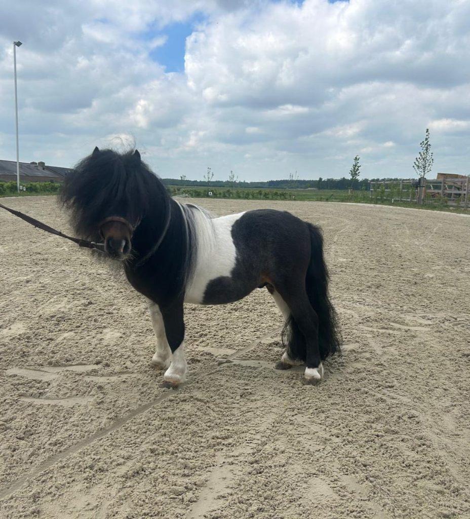 Ter dekking aangeboden bruin bonte hengst met papier, Dieren en Toebehoren, Hengst