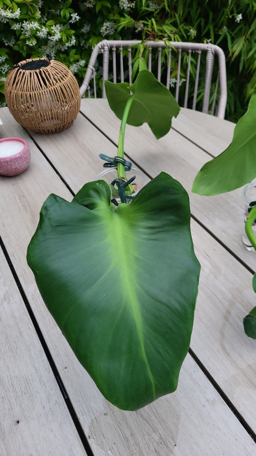 Philodendron Rugosum stekken, Overige soorten, Minder dan 100 cm, Groene kamerplant, Halfschaduw