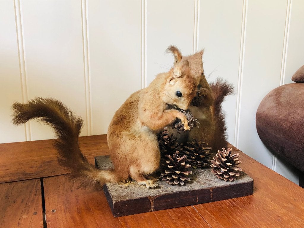 Taxidermie: twee opgezette rode eekhoorns, Ophalen of Verzenden, Gebruikt, Wild dier, Opgezet dier