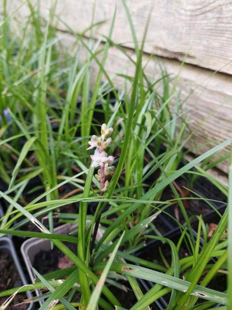 Liriope spicata en Monroe, Tuin en Terras, Planten | Tuinplanten, Bodembedekkers, Volle zon, Vaste plant, Ophalen of Verzenden